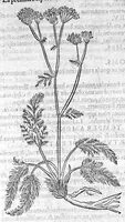 An illustration from Histoire des plantes, en laquelle est contenue la description entiere des herbes, c’est à dire, leurs Especes, Forme, Noms, Temperament, Vertus et Operations : non seulement de celles qui croissent en ce païs, mais aussi des autres estrangeres qui viennent en usage de Medecine. Par Rembert Dodoens Medecin de la Ville de Malines. Nouvellement traduite de bas Aleman en François par Charles de l’Escluse (1567)
