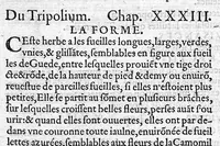 Picture 10 of 24 from Histoire des plantes, en laquelle est contenue la description entiere des herbes, c’est à dire, leurs Especes, Forme, Noms, Temperament, Vertus et Operations : non seulement de celles qui croissent en ce païs, mais aussi des autres estrangeres qui viennent en usage de Medecine. Par Rembert Dodoens Medecin de la Ville de Malines. Nouvellement traduite de bas Aleman en François par Charles de l’Escluse (1567), leaf 269