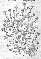 An illustration from Histoire des plantes, en laquelle est contenue la description entiere des herbes, c’est à dire, leurs Especes, Forme, Noms, Temperament, Vertus et Operations : non seulement de celles qui croissent en ce païs, mais aussi des autres estrangeres qui viennent en usage de Medecine. Par Rembert Dodoens Medecin de la Ville de Malines. Nouvellement traduite de bas Aleman en François par Charles de l’Escluse (1567)