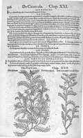 An illustration from Histoire des plantes, en laquelle est contenue la description entiere des herbes, c’est à dire, leurs Especes, Forme, Noms, Temperament, Vertus et Operations : non seulement de celles qui croissent en ce païs, mais aussi des autres estrangeres qui viennent en usage de Medecine. Par Rembert Dodoens Medecin de la Ville de Malines. Nouvellement traduite de bas Aleman en François par Charles de l’Escluse (1567)
