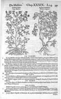 Picture 15 of 24 from Histoire des plantes, en laquelle est contenue la description entiere des herbes, c’est à dire, leurs Especes, Forme, Noms, Temperament, Vertus et Operations : non seulement de celles qui croissent en ce païs, mais aussi des autres estrangeres qui viennent en usage de Medecine. Par Rembert Dodoens Medecin de la Ville de Malines. Nouvellement traduite de bas Aleman en François par Charles de l’Escluse (1567), leaf 364