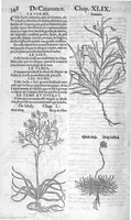 Picture 16 of 24 from Histoire des plantes, en laquelle est contenue la description entiere des herbes, c’est à dire, leurs Especes, Forme, Noms, Temperament, Vertus et Operations : non seulement de celles qui croissent en ce païs, mais aussi des autres estrangeres qui viennent en usage de Medecine. Par Rembert Dodoens Medecin de la Ville de Malines. Nouvellement traduite de bas Aleman en François par Charles de l’Escluse (1567), leaf 371