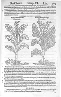 An illustration from Histoire des plantes, en laquelle est contenue la description entiere des herbes, c’est à dire, leurs Especes, Forme, Noms, Temperament, Vertus et Operations : non seulement de celles qui croissent en ce païs, mais aussi des autres estrangeres qui viennent en usage de Medecine. Par Rembert Dodoens Medecin de la Ville de Malines. Nouvellement traduite de bas Aleman en François par Charles de l’Escluse (1567)