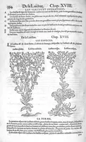 An illustration from Histoire des plantes, en laquelle est contenue la description entiere des herbes, c’est à dire, leurs Especes, Forme, Noms, Temperament, Vertus et Operations : non seulement de celles qui croissent en ce païs, mais aussi des autres estrangeres qui viennent en usage de Medecine. Par Rembert Dodoens Medecin de la Ville de Malines. Nouvellement traduite de bas Aleman en François par Charles de l’Escluse (1567)
