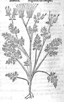 Picture 20 of 24 from Histoire des plantes, en laquelle est contenue la description entiere des herbes, c’est à dire, leurs Especes, Forme, Noms, Temperament, Vertus et Operations : non seulement de celles qui croissent en ce païs, mais aussi des autres estrangeres qui viennent en usage de Medecine. Par Rembert Dodoens Medecin de la Ville de Malines. Nouvellement traduite de bas Aleman en François par Charles de l’Escluse (1567), leaf 449
