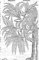 Picture 21 of 24 from Histoire des plantes, en laquelle est contenue la description entiere des herbes, c’est à dire, leurs Especes, Forme, Noms, Temperament, Vertus et Operations : non seulement de celles qui croissent en ce païs, mais aussi des autres estrangeres qui viennent en usage de Medecine. Par Rembert Dodoens Medecin de la Ville de Malines. Nouvellement traduite de bas Aleman en François par Charles de l’Escluse (1567), leaf 521