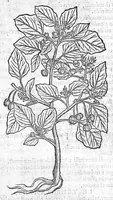 An illustration from Histoire des plantes, en laquelle est contenue la description entiere des herbes, c’est à dire, leurs Especes, Forme, Noms, Temperament, Vertus et Operations : non seulement de celles qui croissent en ce païs, mais aussi des autres estrangeres qui viennent en usage de Medecine. Par Rembert Dodoens Medecin de la Ville de Malines. Nouvellement traduite de bas Aleman en François par Charles de l’Escluse (1567)