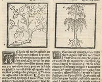 An illustration from Le Grant herbier en françois. (1500)