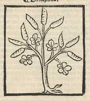 An illustration from Le Grant herbier en françois. (1500)
