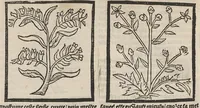 An illustration from Le Grant herbier en françois. (1500)