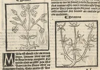 Picture 16 of 23 from Le Grant herbier en françois. (1500), leaf 144