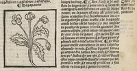 An illustration from Le Grant herbier en françois. (1500)