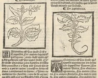 An illustration from Le Grant herbier en françois. (1500)