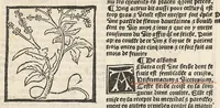 An illustration from Le Grant herbier en françois. (1500)
