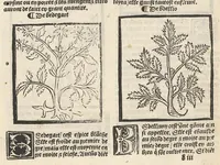 An illustration from Le Grant herbier en françois. (1500)