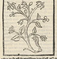 An illustration from Le Grant herbier en françois. (1500)