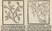 An illustration from Le Grant herbier en françois. (1500)