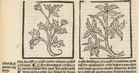 An illustration from Le Grant herbier en françois. (1500)