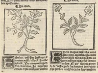An illustration from Le Grant herbier en françois. (1500)