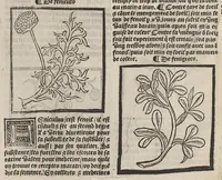 An illustration from Le Grant herbier en françois. (1500)