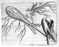 An illustration from Institutions anatomiques de Gaspar Bartholin, augmentées et enrichies pour la seconde fois tant des opinions et observations nouvelles des modernes... que de plusieurs figures... par Thomas Bartholin,... et traduictes en françois par Abr. Du Prat (1647)