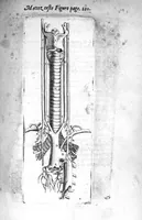 An illustration from Institutions anatomiques de Gaspar Bartholin, augmentées et enrichies pour la seconde fois tant des opinions et observations nouvelles des modernes... que de plusieurs figures... par Thomas Bartholin,... et traduictes en françois par Abr. Du Prat (1647)