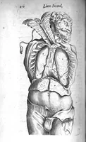 Picture 10 of 23 from Institutions anatomiques de Gaspar Bartholin, augmentées et enrichies pour la seconde fois tant des opinions et observations nouvelles des modernes... que de plusieurs figures... par Thomas Bartholin,... et traduictes en françois par Abr. Du Prat (1647), leaf 290
