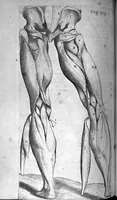 An illustration from Institutions anatomiques de Gaspar Bartholin, augmentées et enrichies pour la seconde fois tant des opinions et observations nouvelles des modernes... que de plusieurs figures... par Thomas Bartholin,... et traduictes en françois par Abr. Du Prat (1647)