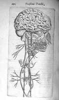 An illustration from Institutions anatomiques de Gaspar Bartholin, augmentées et enrichies pour la seconde fois tant des opinions et observations nouvelles des modernes... que de plusieurs figures... par Thomas Bartholin,... et traduictes en françois par Abr. Du Prat (1647)