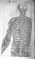 An illustration from Institutions anatomiques de Gaspar Bartholin, augmentées et enrichies pour la seconde fois tant des opinions et observations nouvelles des modernes... que de plusieurs figures... par Thomas Bartholin,... et traduictes en françois par Abr. Du Prat (1647)