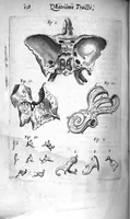 Picture 20 of 23 from Institutions anatomiques de Gaspar Bartholin, augmentées et enrichies pour la seconde fois tant des opinions et observations nouvelles des modernes... que de plusieurs figures... par Thomas Bartholin,... et traduictes en françois par Abr. Du Prat (1647), leaf 560