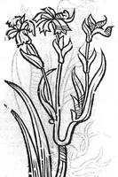 An illustration from Le Jardin de sante translaté de latin en françoys (1539)