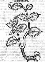 An illustration from Le Jardin de sante translaté de latin en françoys (1539)