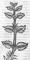 An illustration from Le Jardin de sante translaté de latin en françoys (1539)