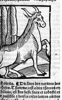 An illustration from Le Jardin de sante translaté de latin en françoys (1539)