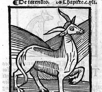 An illustration from Le Jardin de sante translaté de latin en françoys (1539)