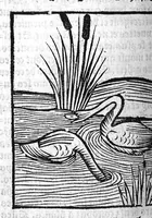 An illustration from Le Jardin de sante translaté de latin en françoys (1539)