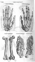 An illustration from Les Oeuvres d’Ambroise Paré, conseiller et premier chirurgien du roy, divisées en vingt-sept livres : avec les figures et portraicts tant de l’Anatomie que des instruments de chirurgie et de plusieurs monstres : reveuz et augmentez par l’autheur pour la seconde Edition, Paris, (1579)