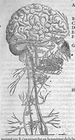 An illustration from Les Oeuvres d’Ambroise Paré, conseiller et premier chirurgien du roy, divisées en vingt-sept livres : avec les figures et portraicts tant de l’Anatomie que des instruments de chirurgie et de plusieurs monstres : reveuz et augmentez par l’autheur pour la seconde Edition, Paris, (1579)