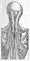 An illustration from Les Oeuvres d’Ambroise Paré, conseiller et premier chirurgien du roy, divisées en vingt-sept livres : avec les figures et portraicts tant de l’Anatomie que des instruments de chirurgie et de plusieurs monstres : reveuz et augmentez par l’autheur pour la seconde Edition, Paris, (1579)