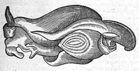 An illustration from Les Oeuvres d’Ambroise Paré, conseiller et premier chirurgien du roy, divisées en vingt-sept livres : avec les figures et portraicts tant de l’Anatomie que des instruments de chirurgie et de plusieurs monstres : reveuz et augmentez par l’autheur pour la seconde Edition, Paris, (1579)