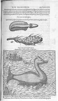 Picture 19 of 35 from Les Oeuvres d’Ambroise Paré, conseiller et premier chirurgien du roy, divisées en vingt-sept livres : avec les figures et portraicts tant de l’Anatomie que des instruments de chirurgie et de plusieurs monstres : reveuz et augmentez par l’autheur pour la seconde Edition, Paris, (1579), leaf 999