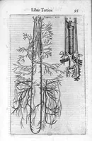 Picture 5 of 39 from De anatome corporis humani. Libri VII (1611), leaf 105