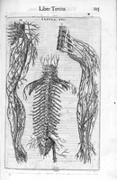 An illustration from De anatome corporis humani. Libri VII (1611)