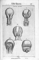 Picture 10 of 39 from De anatome corporis humani. Libri VII (1611), leaf 171