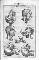Picture 12 of 39 from De anatome corporis humani. Libri VII (1611), leaf 185