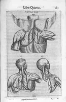 Picture 13 of 39 from De anatome corporis humani. Libri VII (1611), leaf 195