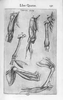Picture 14 of 39 from De anatome corporis humani. Libri VII (1611), leaf 201