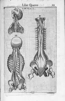 Picture 17 of 39 from De anatome corporis humani. Libri VII (1611), leaf 221