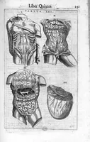 Picture 20 of 39 from De anatome corporis humani. Libri VII (1611), leaf 261